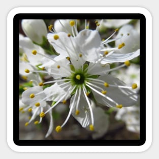 wonderful white blossom, flowers, nature Sticker